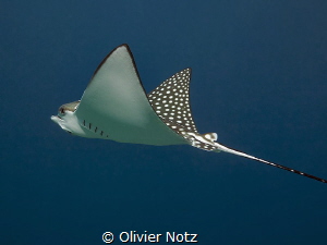 Jung eagle ray by Olivier Notz 